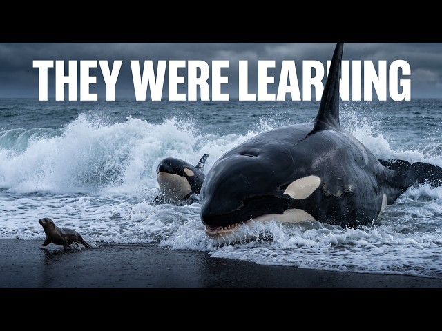 We Were Wrong About Orca Intelligence