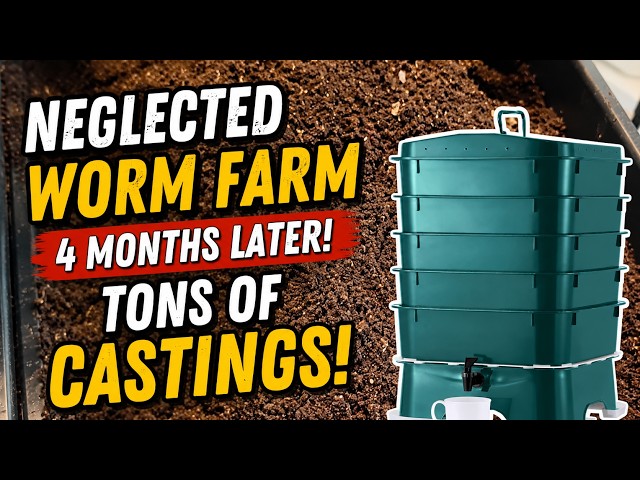 I Neglected My Worm Farm for 4 Months… Here’s What Happened #vermicompost #vermicomposting