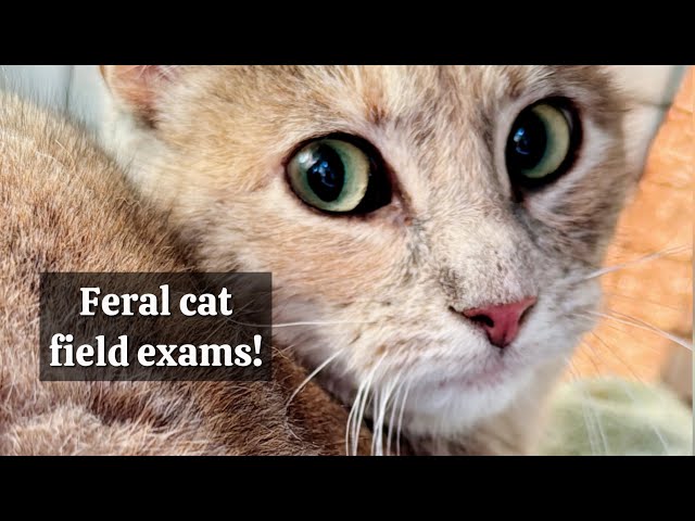 Feral cat field exams at our panleukopenia colony!