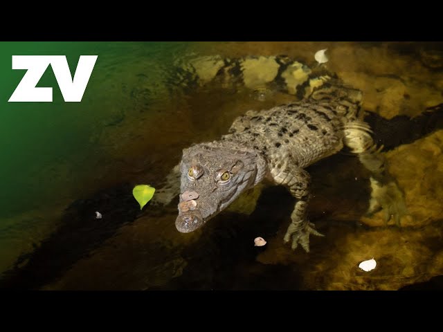 The rarest croc in the world