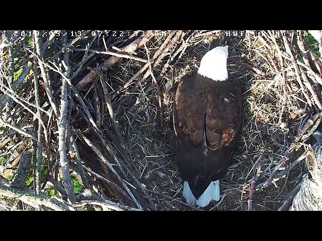 Hancock Wildlife Foundation Live Stream