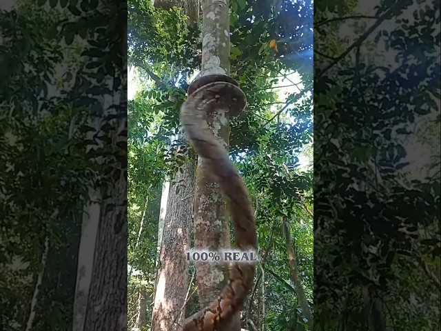 These Animals Sound Fake… But They’re 100% REAL 😱 #shorts #facts #animalfacts