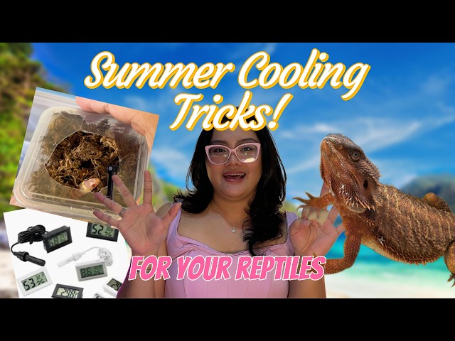 DIY Cooling Hacks for Reptile Enclosures in the Ph