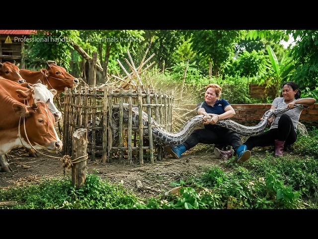 72 Hours No Escape: Giant Python Attacks Farm Animals As Two Girls Set A Trap!