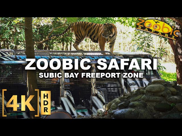 Full Tour at ZOOBIC SAFARI - The ONLY Tiger Safari in the Philippines! | Subic Bay Freeport Zone