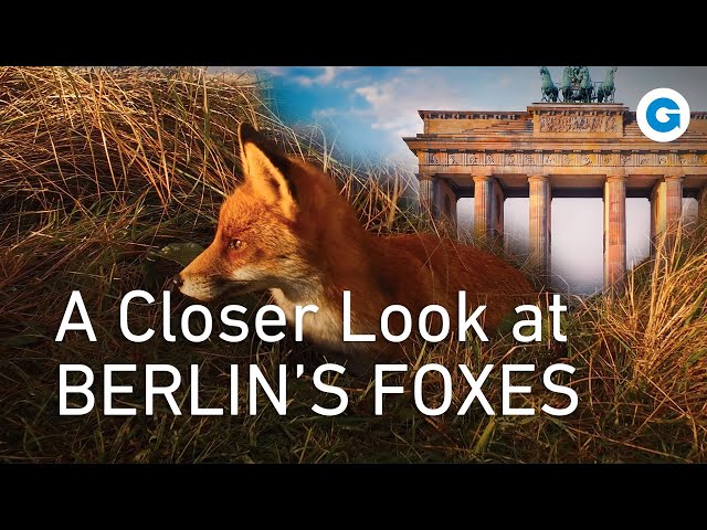 The Unbelievable Link Between Foxes and the City of Berlin | Wildlife Documentary