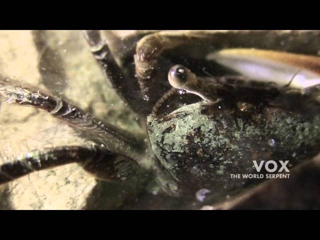 Vox - The World Serpent