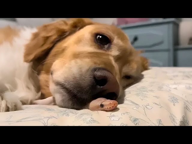 Golden Retriever Cuddles with a Ball Python!🐶❤️🐍