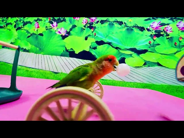 Star parrot Cola, 7yo Guinness bird with awesome tricks. Like & subscribe for more clips.#training
