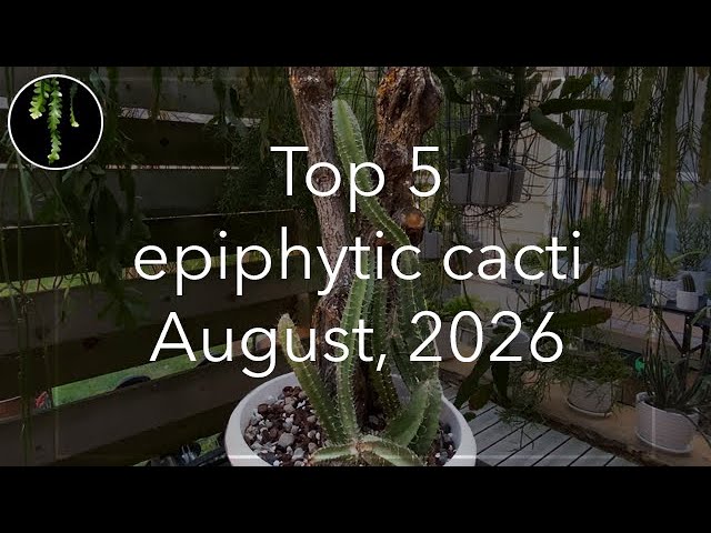 The 5 Cacti Stealing My Attention This Month (August 2026)