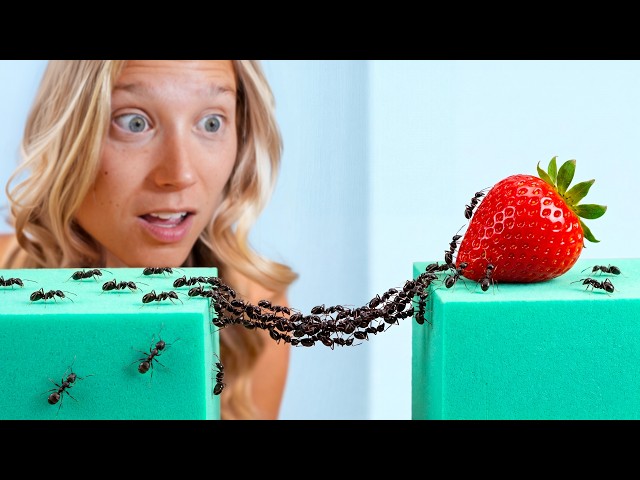 1,000 Ants vs. Obstacles!