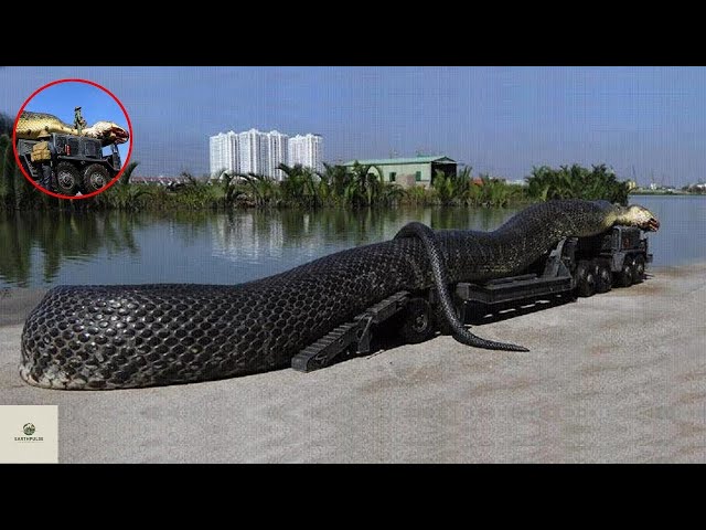 7 Biggest Snakes Ever Found