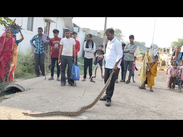 Part 1: Look! A huge python snake turned out to be there 😱 | Bhupat Saamp Mitra Rescue