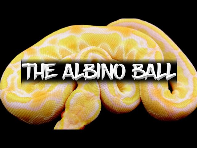 The Albino Ball Python!