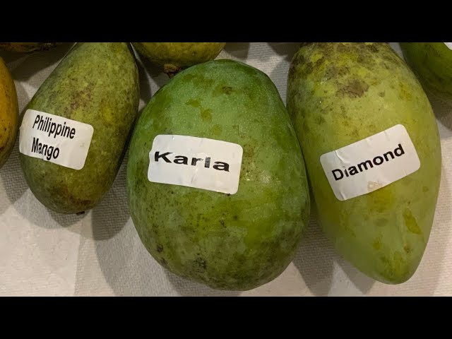Carla Mango taste review , also misspelled Karla Mango