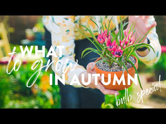 The Best Spring Bulbs to Plant!