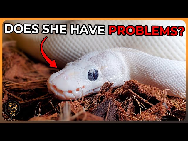 Beware these Genetic Defects in these Ball Python Morphs