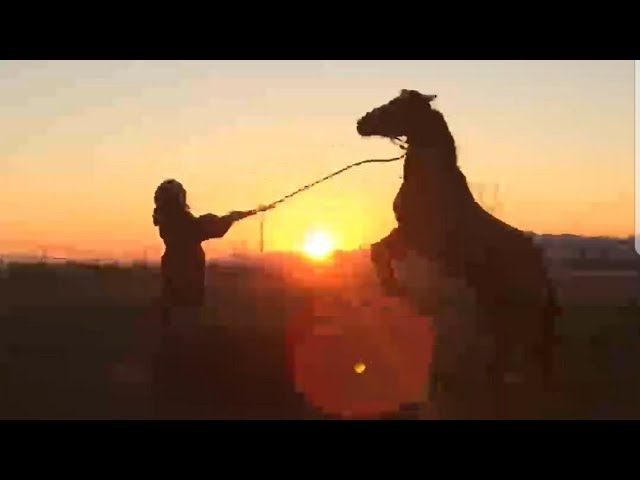 Gear 360- Training a horse to rear on command