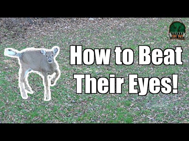 Deer Vision Secrets: How to Fool a Deer's Eyes After Being Seen (Real Hunt Example)