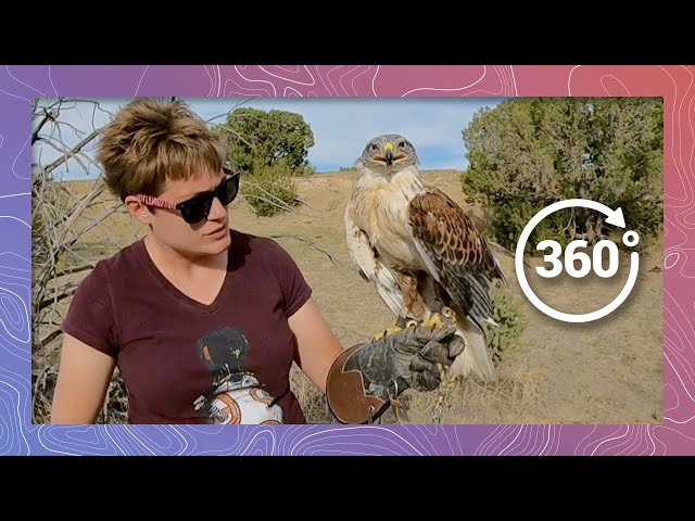 Ferruginous Hawk Education with Nature's Educators | Wildlife in 360 VR
