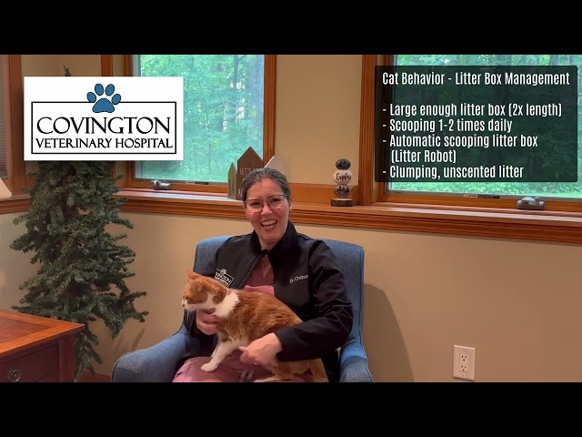 Cat Behavior