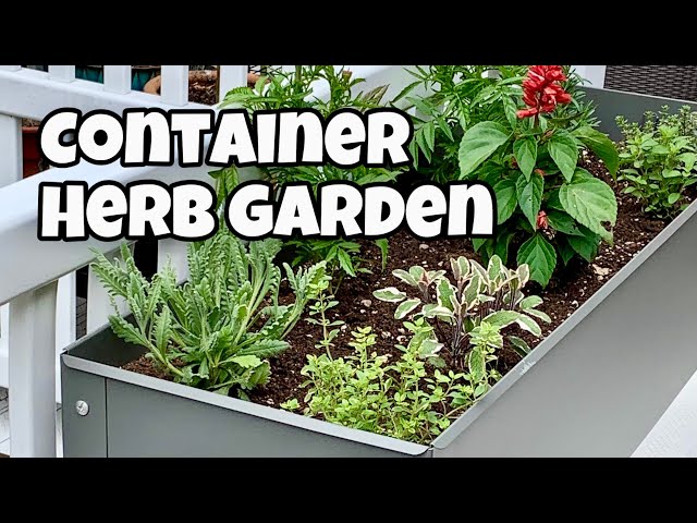 How to Plant a Kitchen Herb Garden for Beginners - Container Gardening