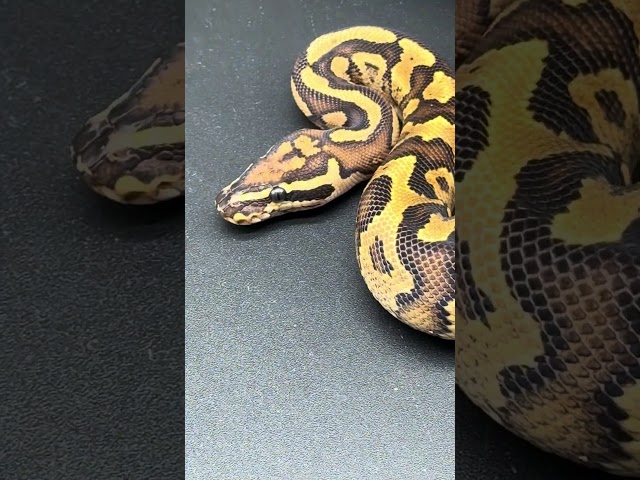 🔥 YB DH Monsoon 🤡 #ballpython #royalpythons #ballpythonsnake#python #snake#ballpythons101 #animals