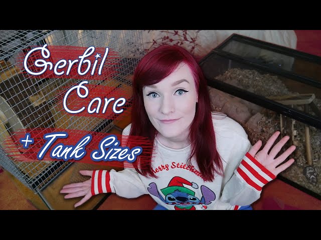 American Gerbil Care & Tank Sizes! | Munchie's Place