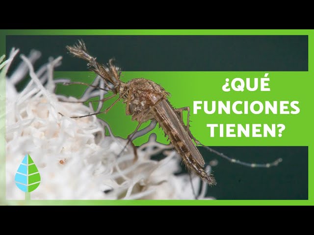 What are MOSQUITOES FOR? 🦟 (Functions and Importance)