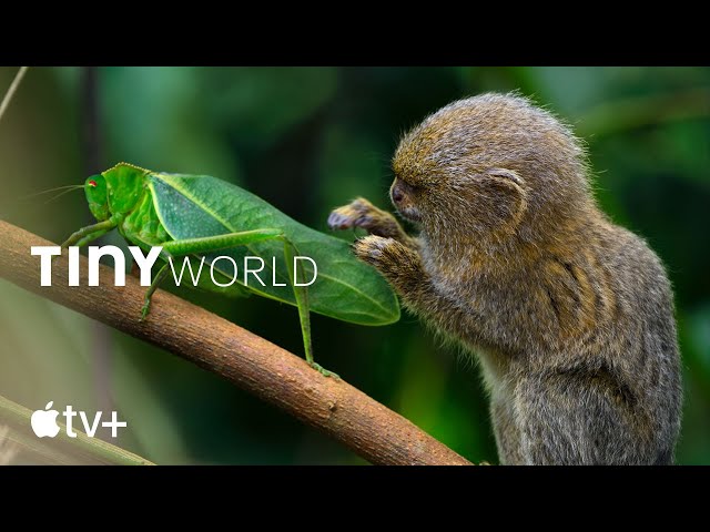 Tiny World — Official Trailer | Apple TV