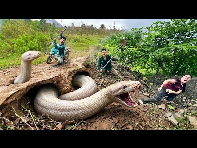 Brave Experts Dig Out and Capture a Giant White Python with Bare Hands