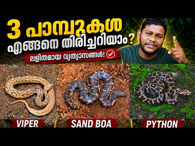Viper or Sand Boa or Python? 🤔🐍 How to identify them at a glance | SNAKE MANIAC | AWARE