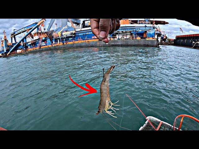 Anyway, be sure to fish using this bait