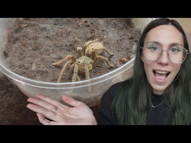 SPIDER SHOPPING SPREE!! - SPICY Tarantula Haul & Rehousing!
