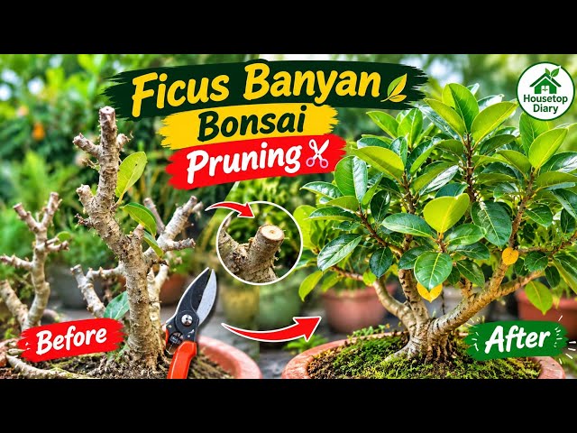 Ficus Banyan Bonsai Pruning Tutorial | Easy Bonsai Pruning Guide | Pruning | Housetop Diary 