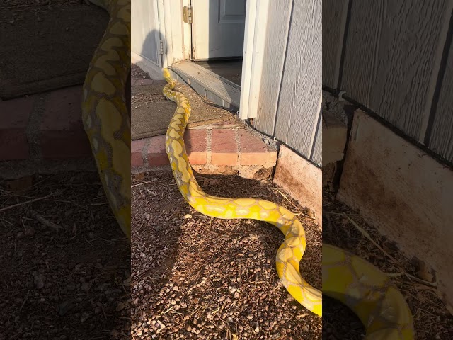 Homer The Dwarf Reticulated Python | Radical Reptile Fun