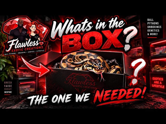 THIS Is Why We Made This Pairing! 🔥 Ball Python Clutch Reveal