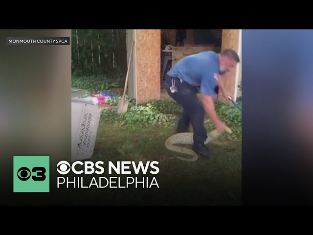 Burmese python removed from New Jersey home after taking shelter in a shed