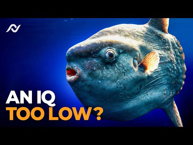 Why The Sunfish Is Impressively Bad at Existing