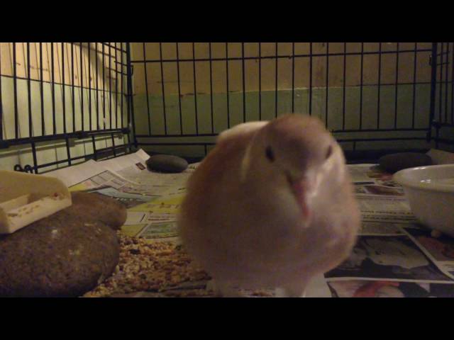Dove laughing and cooing.