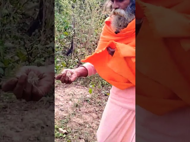 In Chitrakoot, a Siddha saint told about a unique herb which provides unique treatments #shorts