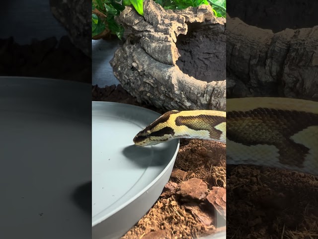 HAVE YOU EVER SEEN A SNAKE DO THIS?! #reptiles #snakedrinking #snake #royalpython