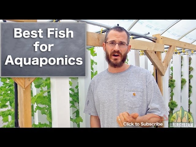 Best Fish for Aquaponics