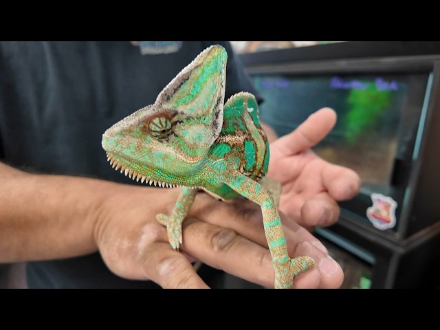 Killeen exotic pet store burglarized for third time