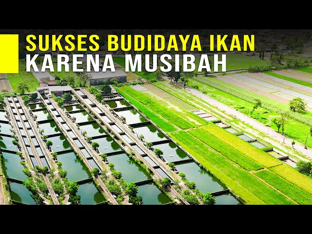 Berawal Dari Musibah Angkutan Pakan Ikan Berakhir Jadi Usaha Budiaya Ikan Sukses