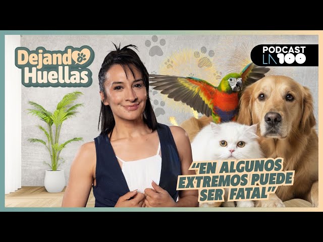 🐾How dogs cope with stress and what their emotional brain is like 🐾