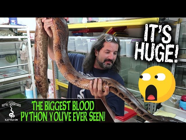 THE BIGGEST BLOOD PYTHON YOU'VE EVER SEEN!