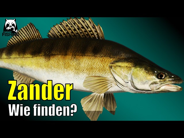 Russian Fishing 4 - Volkhov - Zander! How to find them? Jig rigs, lure testing and finding spots ...