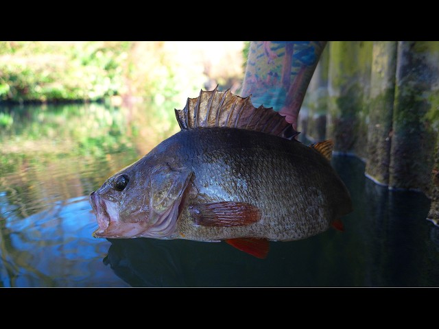 THIS Is How You Catch BIG Canal PERCH