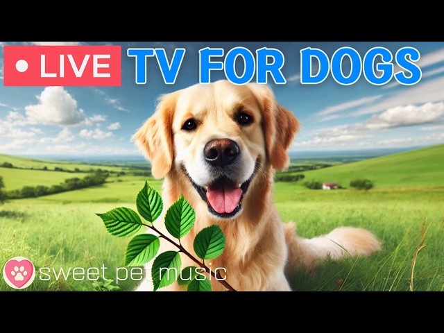 🔴24 Hours of Dog TV🎵🐶Calming Music for Dog Sleep🐾🩷Soothing Music to Ease Dog Stress & Anxiety